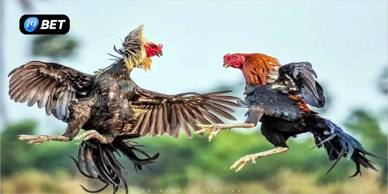 Cách chơi đá gà trực tuyến